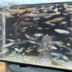めだかミックス40匹＋α⑤の画像