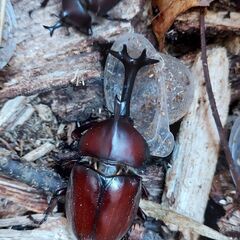 ●クワガタ（ノコギリクワガタ）　●カブトムシ　●クワガタ でも カブトムシ でも オス でも メス でも どれでも一匹100円の画像