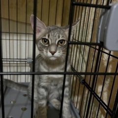 子猫　保護猫