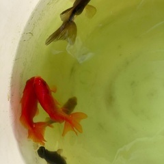 8/25  大きめの金魚 5匹セットの画像