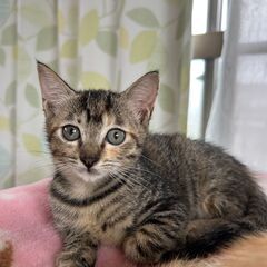 控えめ女子　キジトラ生後3ヵ月 − 愛媛県