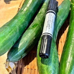 8/25夕採れ野菜セットの画像