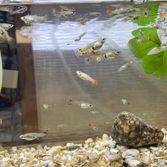 増えました🐠メス♀ミックスグッピー外国産　5匹50円の画像