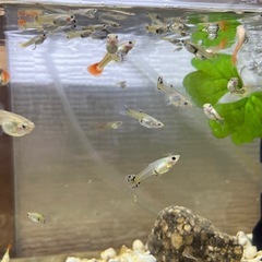 増えました🐠メス♀ミックスグッピー外国産　5匹50円の画像