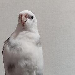 オカメインコの画像