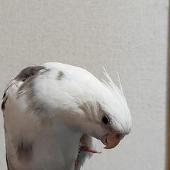 オカメインコの画像