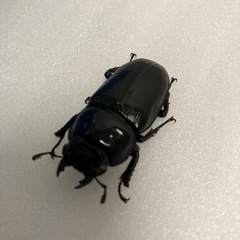 残り3ペア　国産オオクワガタホワイトアイ　♂♀成虫の画像