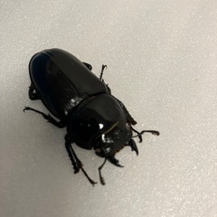 残り3ペア　国産オオクワガタホワイトアイ　♂♀成虫の画像