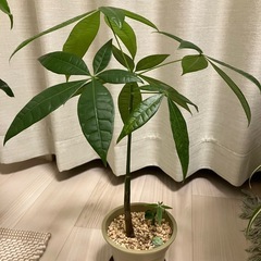 実生パキラ　3号鉢の画像