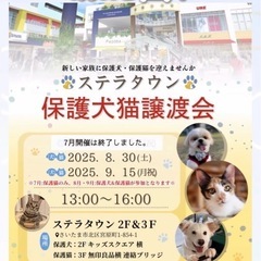 8/30（土）ステラタウン保護猫譲渡会