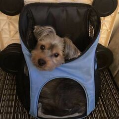ペットキャリーリュック（超小型犬猫用）の画像