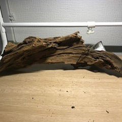 未使用　流木　カミハタ➄ 39センチの画像
