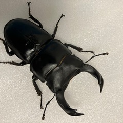 ポヘイオオクワガタ♂単品の画像