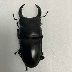 残り3ペア　国産オオクワガタホワイトアイ成虫ペアの画像