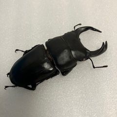 残り3ペア　国産オオクワガタホワイトアイ成虫ペアの画像