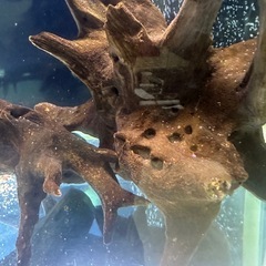 流木2個セットの画像