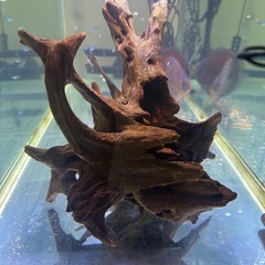 流木2個セットの画像