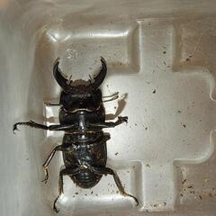 ヒラタクワガタ♂　小歯　37ミリの画像