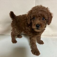 トイプー　２か月