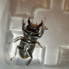 ヒラタクワガタ♂　小歯　28ミリの画像