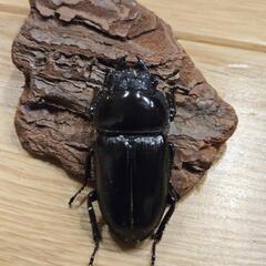 オオクワガタ能勢YG ペアの画像