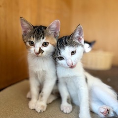6/14生まれの子猫たちとママ猫ボニ子1歳