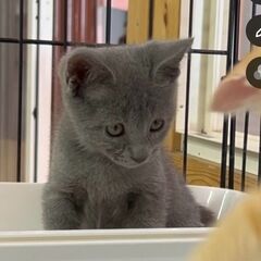 グレー猫生後3ヵ月男の子 − 愛媛県