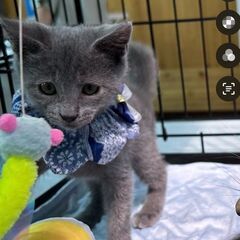 グレー猫生後3ヵ月男の子 - 松山市