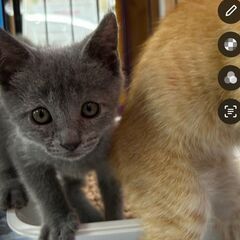 グレー猫生後3ヵ月男の子 - 猫