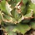 ランキングキーワードに紐づく投稿画像-多肉植物