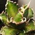 ランキングキーワードに紐づく投稿画像-多肉植物