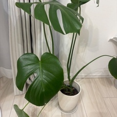 観葉植物の画像