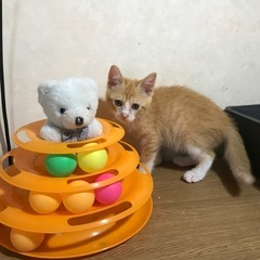 💕生後二ヶ月の兄弟💕