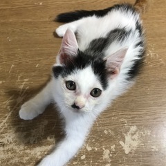 💕生後二ヶ月の兄弟💕 - 猫