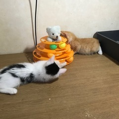💕生後二ヶ月の兄弟💕 − 秋田県