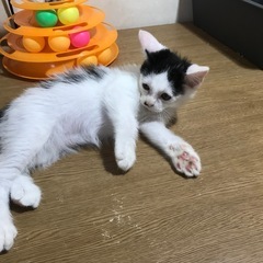 💕生後二ヶ月の兄弟💕 - 里親募集