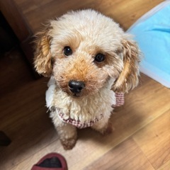 人大好き、犬大好きな小柄なトイプードル