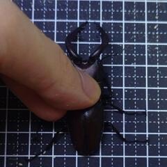 ノコギリクワガタペア60mm~の画像