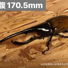 ヘラクレスリッキー157mmの画像