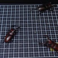 ノコギリクワガタペア60mm~の画像