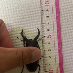オキナワノコギリクワガタの画像