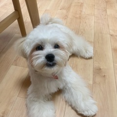 ミックス犬