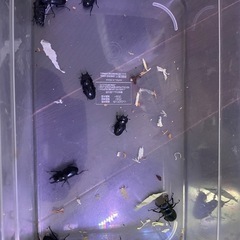クワガタの画像