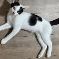 [里親募集]生後3ヶ月の子猫