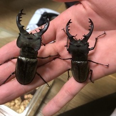ミヤマクワガタ　65mm UPの画像