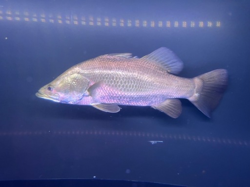 オーストラリアンバラマンディ