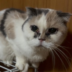 【無償譲渡】スコティッシュ🌼推定4歳