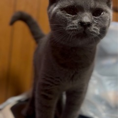 ブリティッシュ🌼4ヶ月♂