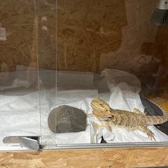 爬虫類 飼育ケージの画像