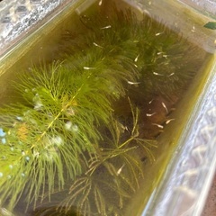 ミナミヌマエビ15匹＋メダカ15匹 （雑種）＋マツモ（少量）1000円の画像